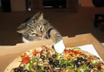 Gatto che allunga la zampa verso una pizza