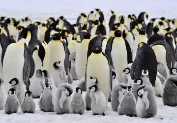 Colonia di pinguini imperatore